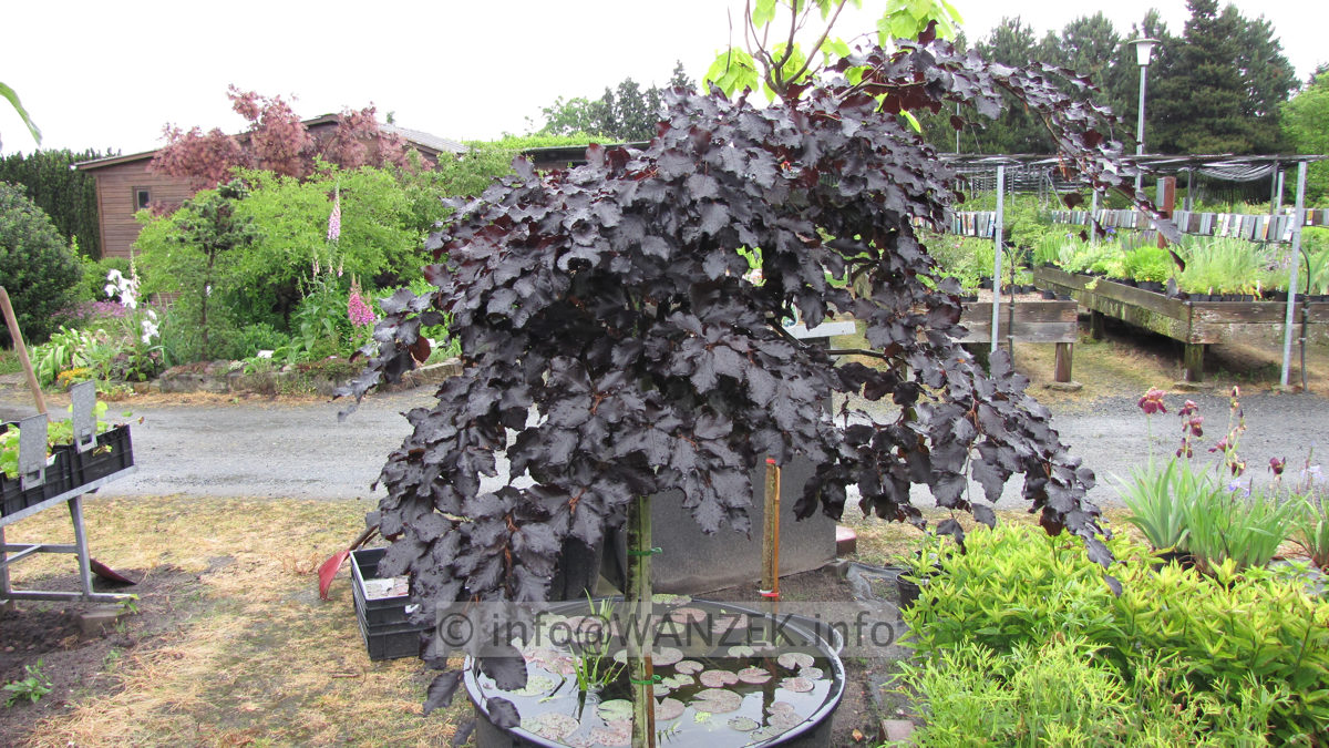 Fagus sylvatica Tortuosa Purpurea.JPG